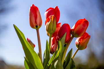 Rote Tulpen vor blauem Himmel.