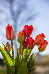 Rote Tulpen vor blauem Himmel.