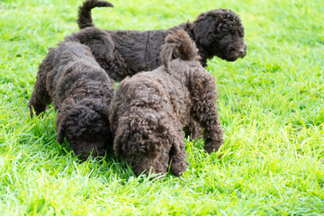 Cachorros de pura raza perro de agua español