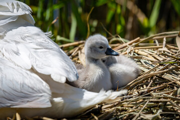 A Cygnet Next to it's Mother on a Reed Nest in the Spring Sunshine