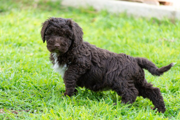 Cachorros de pura raza perro de agua español
