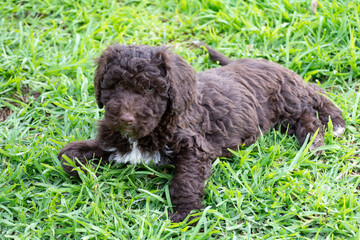 Cachorros de pura raza perro de agua español