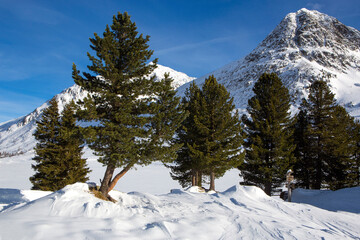 Fototapeta na wymiar Green fir trees in snowy Austrian Alps