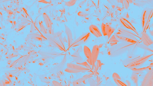 Floral background. Orange ficus leaves on a blue background, panorama