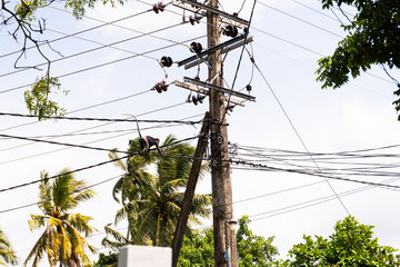 Małpy w mieście na drzewie. © insomniafoto