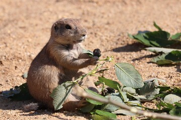 prairie dog eating