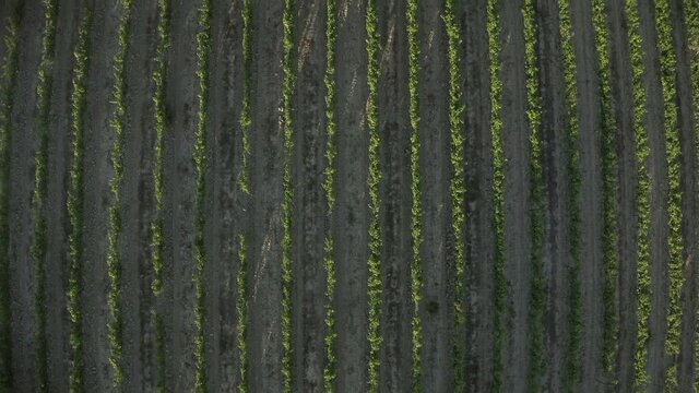 Vineyard rows aerial view flying over grapevines cultivation