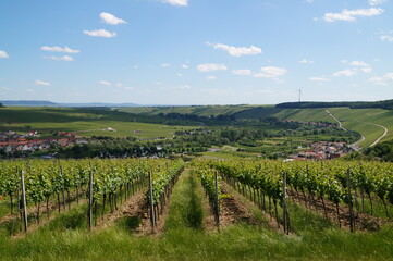Fototapeta na wymiar beautiful view of the vineyards in Franconia on a Sunny summer day