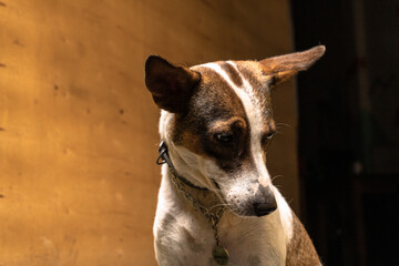 Zbliżenie portret psa, biało brązowy domowy.