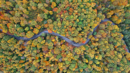 The road that passes through the middle of the forest, in various autumn colors