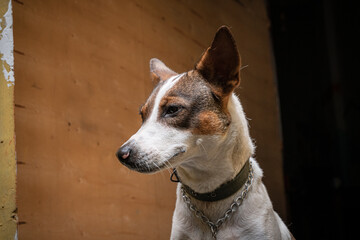 Zbliżenie portret psa, biało brązowy domowy.