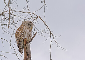 Spotted owl sitting on a bare tree branch with snow in winter - Strix occidentalis