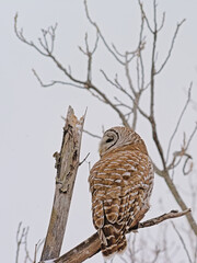 Spotted owl sitting on a bare tree branch with snow in winter - Strix occidentalis