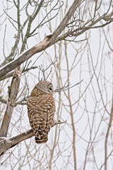 Spotted owl sitting on a bare tree branch with snow in winter - Strix occidentalis
