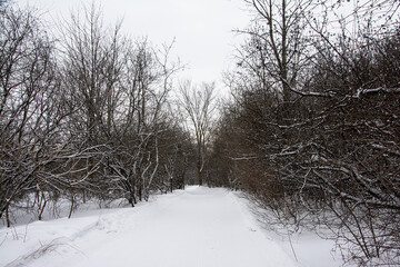 Hiking trail in the snow between bare trees and shrubs in in a forest in Gatineau national park, Quebec, Canada

