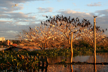 aves do pantanal