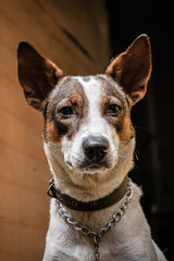 Zbliżenie portret psa, biało brązowy domowy.