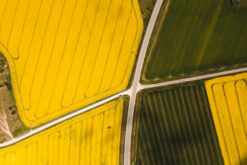 drone shot aerial look view from above rapeseed fields with tractor tracks lines shapes yellow road...