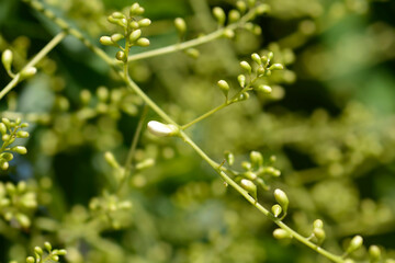 Weeping Japanese pagoda tree