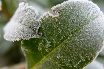 frost on the leaves