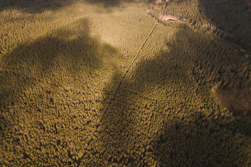 drone shot aerial look view from above of the forest woods trees  sunny day shadows of clouds