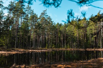 lake in the forest woods sunny day pine trees reflection mirror image green blue sky clouds 