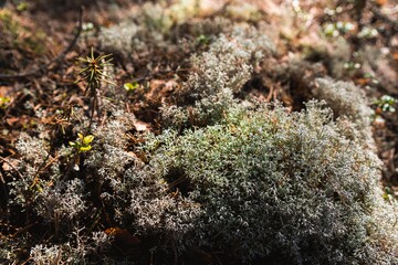 moss on tree multiple color lichens