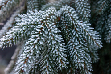 frost on the Christmas tree