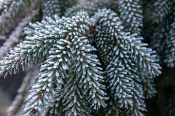 frost on the Christmas tree © Robert