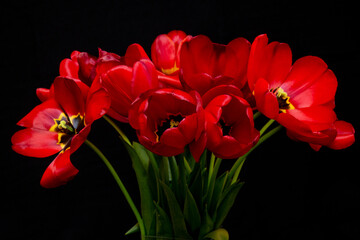Obraz premium Rote Tulpen vor schwarzem Hintergrund.
