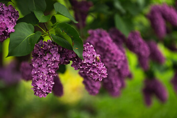 lilac close up purple green leaves spring summer flower bush