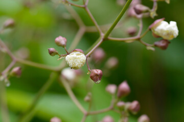 Common catalpa