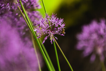 ornamental onion Allium  ball shape on a long stem Spring summer garden green backdrop close up purple flowers