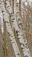 Silvler birch tree trunks forest detail - Betula pendula. Woodland, environment.