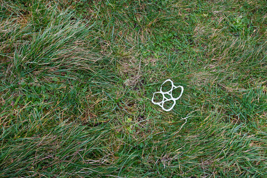 Plastic Can Rings Littered On Grass