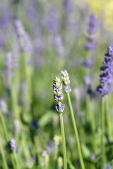 Lavender Essence Purple