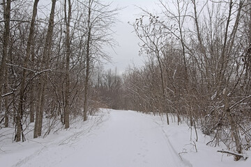 Fototapeta na wymiar Hiking trail in the snow between bare trees and shrubs in in a forest in Gatineau national park, Quebec, Canada 