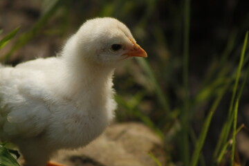 Un pollito bebe amarillo caminando por la finca