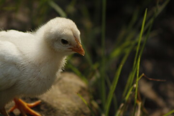 Un pollito bebe amarillo caminando por la finca