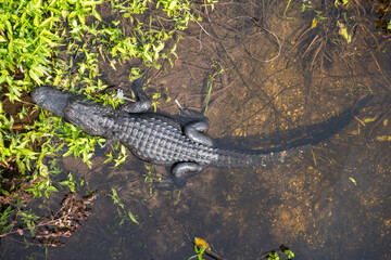 Large alligator viewed from above in Everglades National Park, Florida