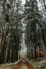 Forest path with first fresh snow. Beautiful snowy trees. Cold winter day in countryside. Frozen trees. Christmas holiday scenery.White winter landscape. Splendid outdoor Xmas scene.Active day outdoor