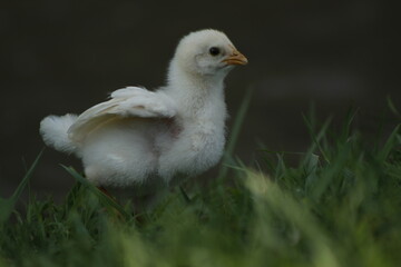 Un pollito bebe amarillo caminando por la finca