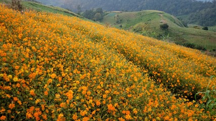 In selective a big bed of yellow cosmos flower blossom growing on a hill with mountains view and green nature background