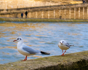 Paris magic capital in France