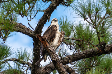 Osprey perched up high on a pine tree branch