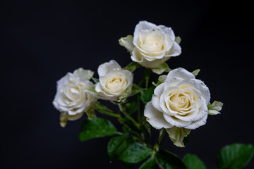 Fototapeta na wymiar White Roses