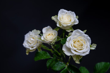 White Roses
