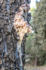 Bloc de s&egrave;ve de pin