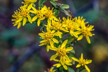 Fleurs de millepertuis