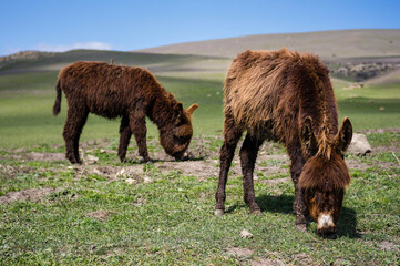 Two miniature brown donkeys enjoying grass during sunny Spring day, Georgia